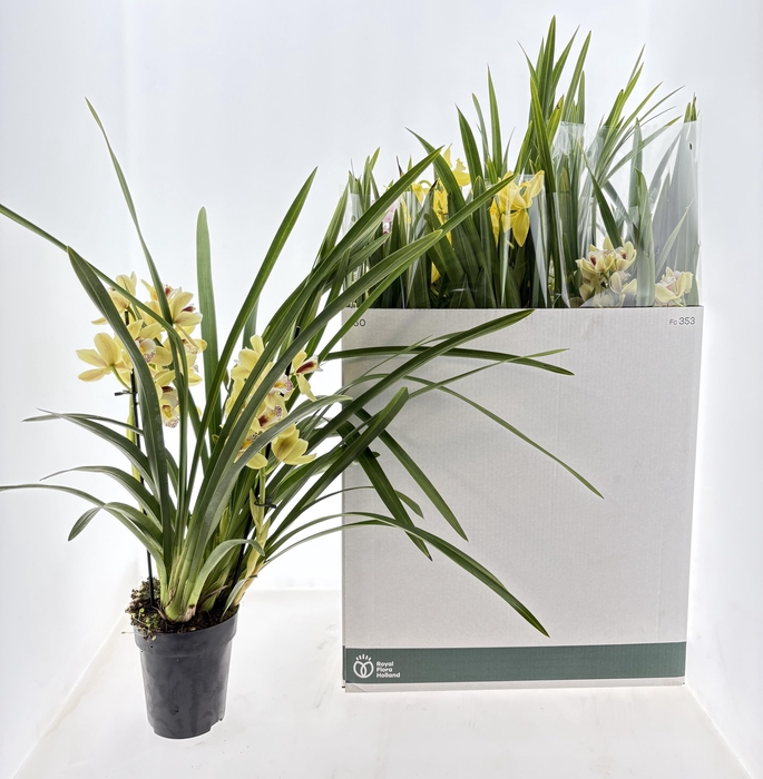 <h4>CYMB GEMENGD</h4>