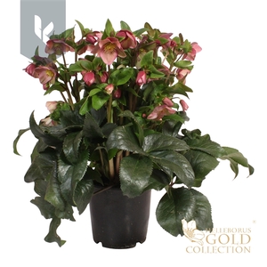 HGC Helleborus Ice N Roses Rose