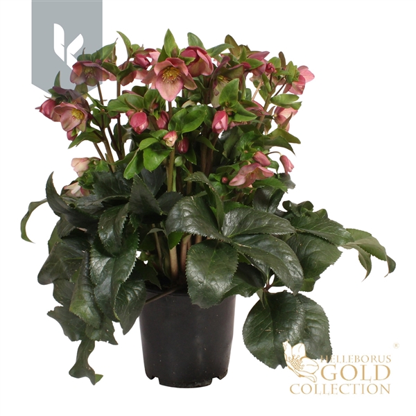 <h4>HGC Helleborus Ice N Roses Rose</h4>