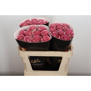 Wax-Rozen Wax Classic Pink