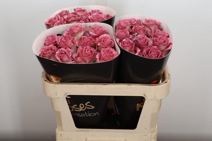 <h4>Wax-Rozen Wax Classic Pink</h4>