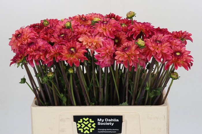 <h4>Dahlia Belfloor</h4>