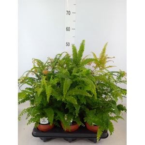 Adiantum tenerum 'Scutum Roseum'