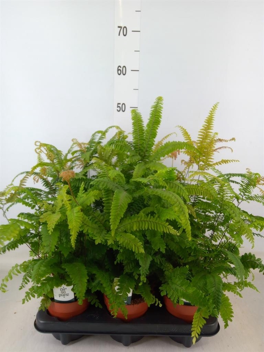 <h4>Adiantum tenerum 'Scutum Roseum'</h4>