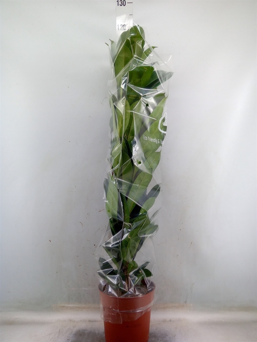 <h4>Ficus benghalensis 'Joy'</h4>