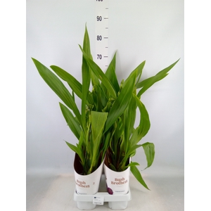 Zygopetalum  'Louisendorf'
