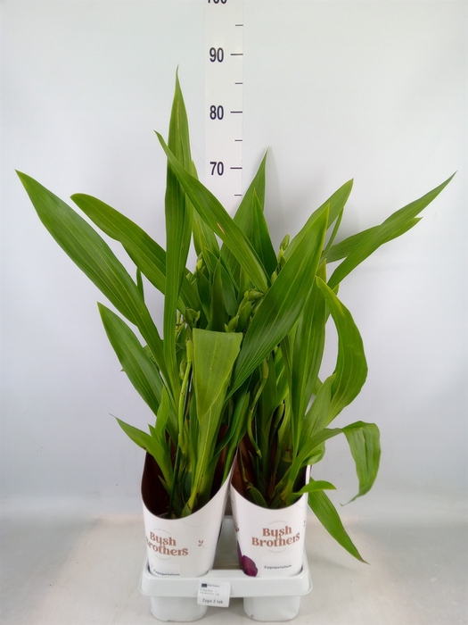 <h4>Zygopetalum  'Louisendorf'</h4>
