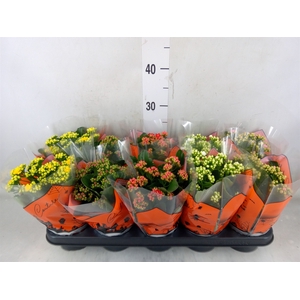 Kalanchoe blos.   ..rosebud mix