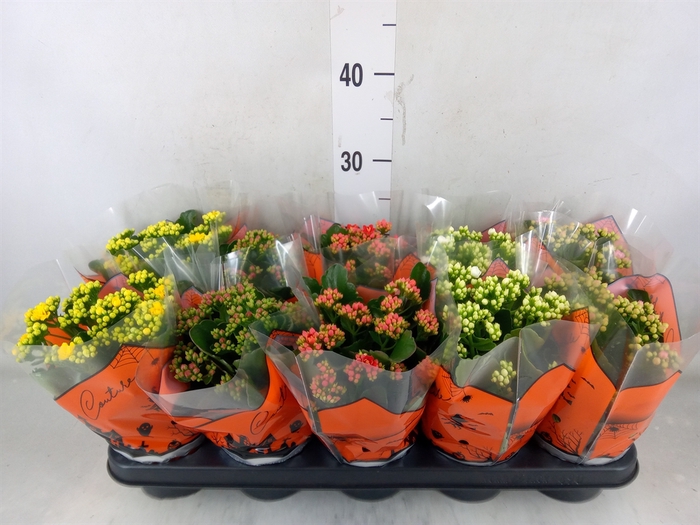 <h4>Kalanchoe blos.   ..rosebud mix</h4>