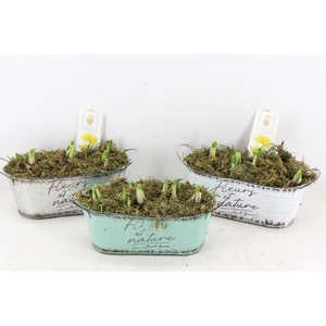 arr4 Narcis FL - Zink ovaal fleurs x7