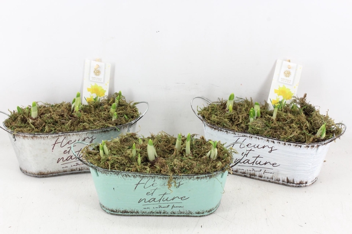 <h4>arr4 Narcis FL - Zink ovaal fleurs x7</h4>