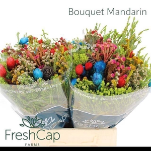 KAAPS GROE GEM IN BS