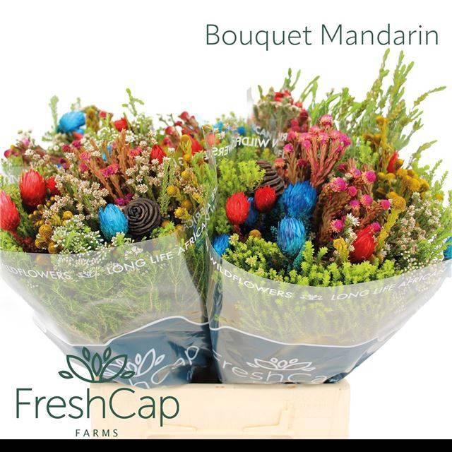 <h4>KAAPS GROE GEM IN BS</h4>