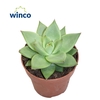 Echeveria Ebony 