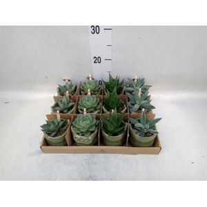 Succulents   ...mix 3