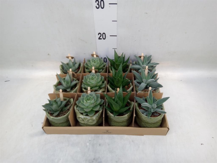 <h4>Succulents   ...mix 3</h4>