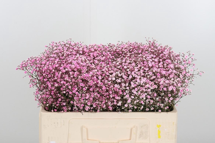 <h4>Gyps Painted Pink</h4>
