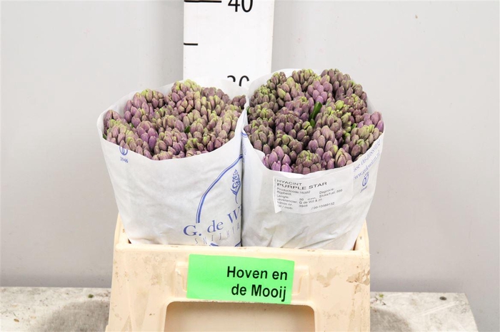 <h4>Hyac Purple Star</h4>