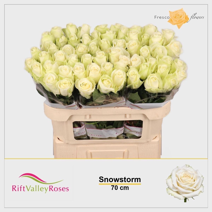 <h4>ROSA GR 'SNOWSTORM'</h4>