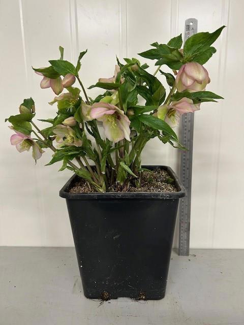 <h4>HELL ORIENTALIS</h4>