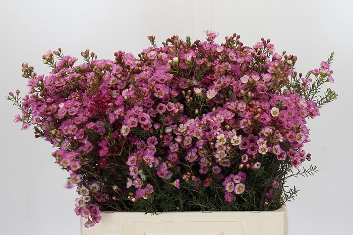 <h4>Chamelaucium Adi</h4>