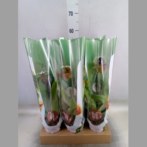 Paphiopedilum american hybride mix