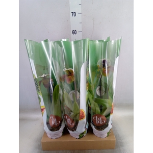 Paphiopedilum american hybride mix