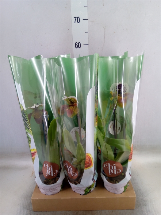 <h4>Paphiopedilum american hybride mix</h4>