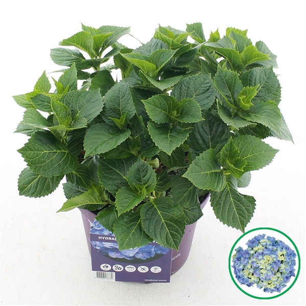<h4>Hydrangea macr. Forever & Ever® Blauw C5 (23cm.) Kn.</h4>