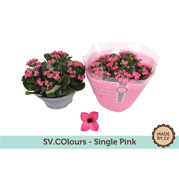 Kalanchoë Single Pink in SV.COloursleeve
