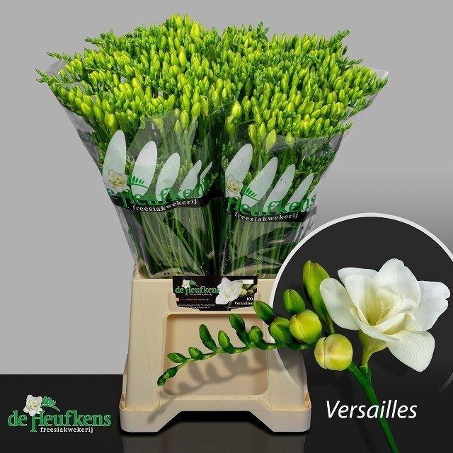 <h4>Freesia do versailles</h4>