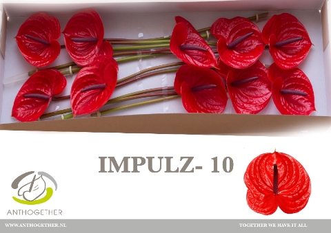 <h4>Anthurium Impulz</h4>