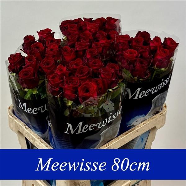 <h4>R Gr Red Naomi! 80cm</h4>