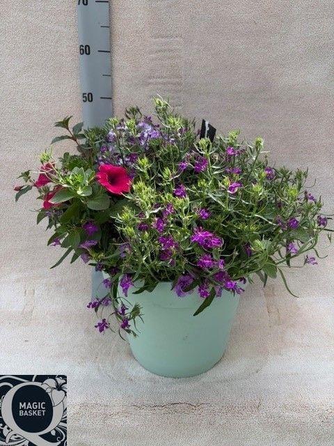 <h4>PERKPL TOEF 5 KL</h4>