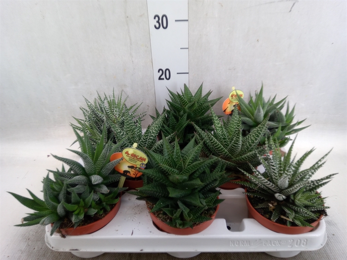 <h4>Haworthia   ...mix</h4>