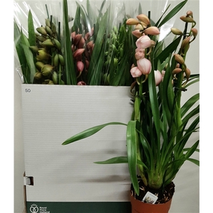 cymbidium gemengd 3 tak