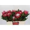 Protea Cynaroides Madiba