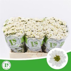 Chr S Rossi White 1200gr