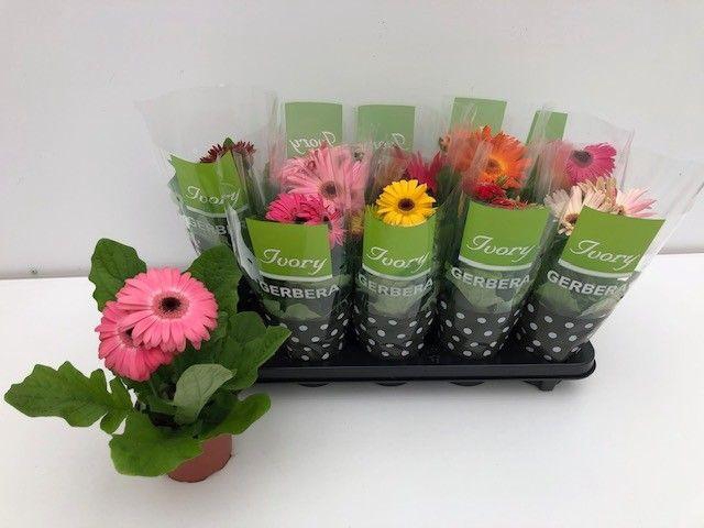 <h4>GER IVORY GEMENGD</h4>