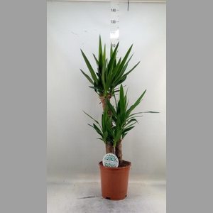 Yucca   ...