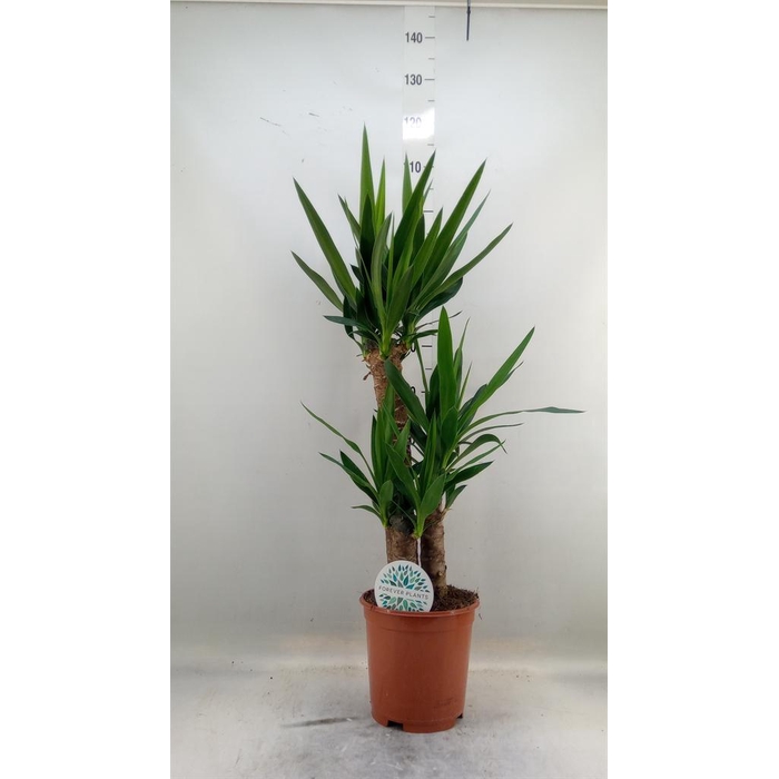 <h4>Yucca   ...</h4>