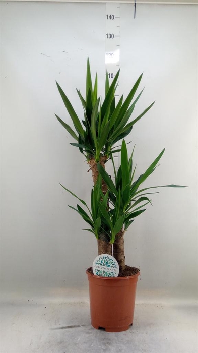 Yucca   ...