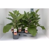 arr8 Aubergine Planten