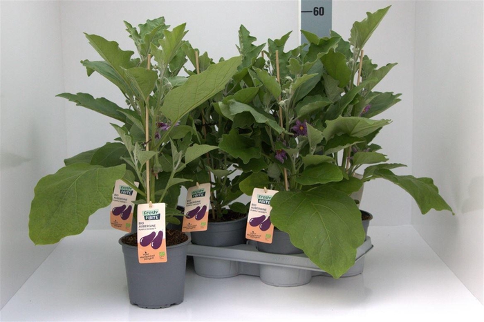 arr8 Aubergine Planten