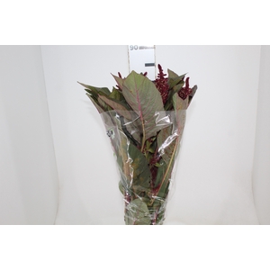 AMARANTHUS VINHO