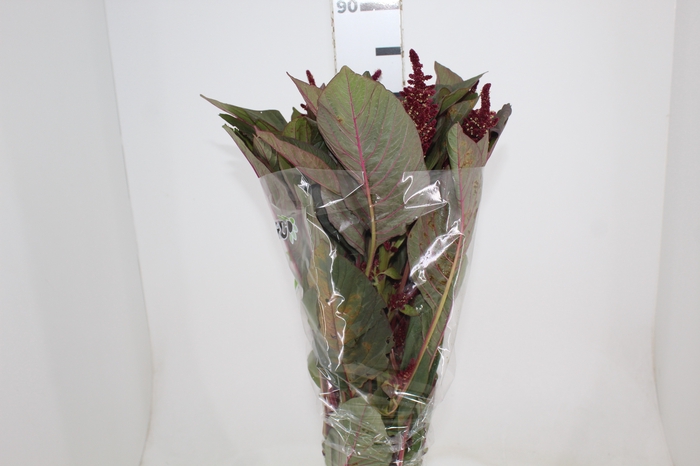 <h4>AMARANTHUS VINHO</h4>