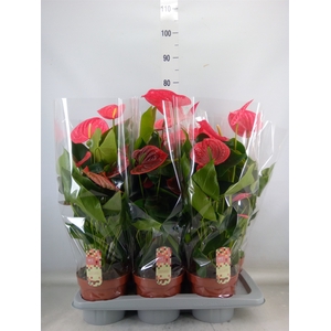 Anthurium andr. 'California'