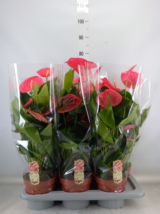 <h4>Anthurium andr. 'California'</h4>