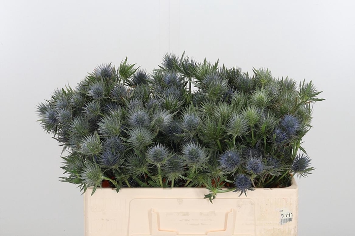 <h4>Eryngium Anita</h4>