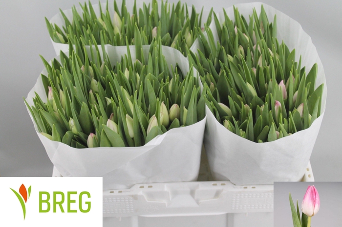 <h4>TU EN FIRST CLASS</h4>